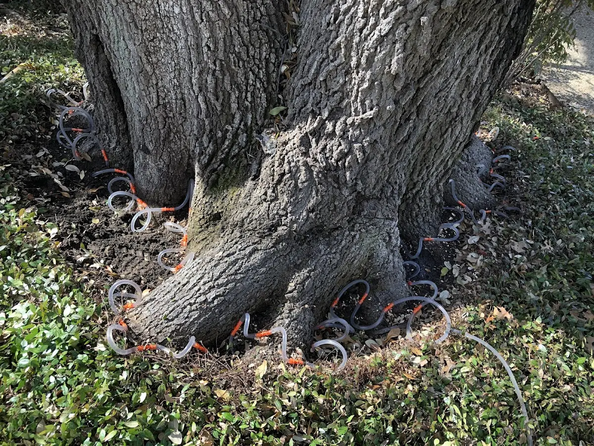 Detailed Tree Cabling and Bracing job site in West Danville