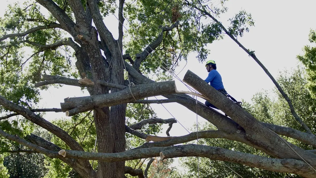 Professional Crown Thinning performed by certified arborists in West Danville