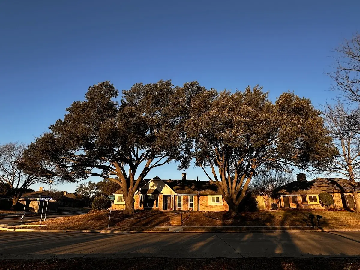 Established residential canopy tree shading a home in West Danville